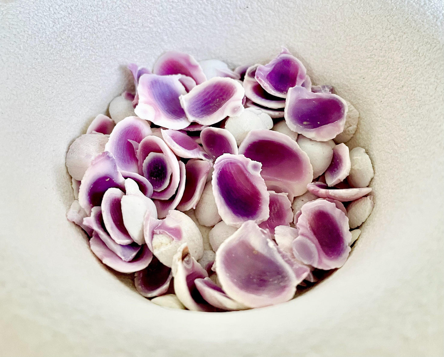 CEBU BEAUTY HALF Cuts Craft Shells .25-.5" *You Choose Quantity*Purple Violet Seashells Coastal Beach