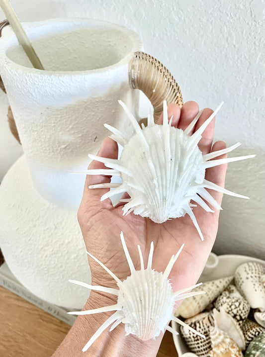 IMPERIAL SPINY OYSTERS White *All Sizes* Matching Pair Display Seashells Coastal Beach Home Décor