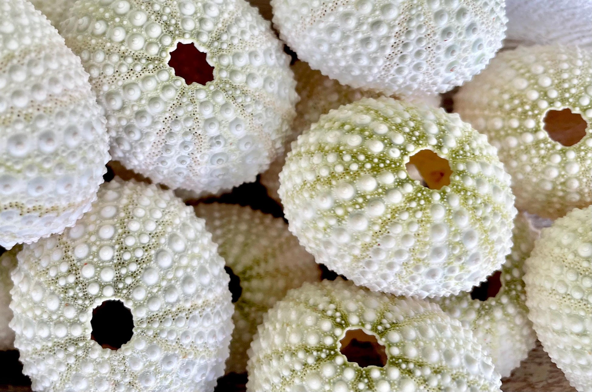 Light Green Sea Urchins 1.5-2.5" Natural Color Beach Coastal Décor Seashells Crafts Air plant Holders Wedding favors