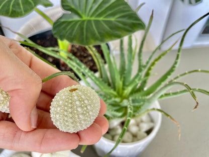 Light Green Sea Urchins 1.5-2.5" Natural Color Beach Coastal Décor Seashells Crafts Air plant Holders Wedding favors