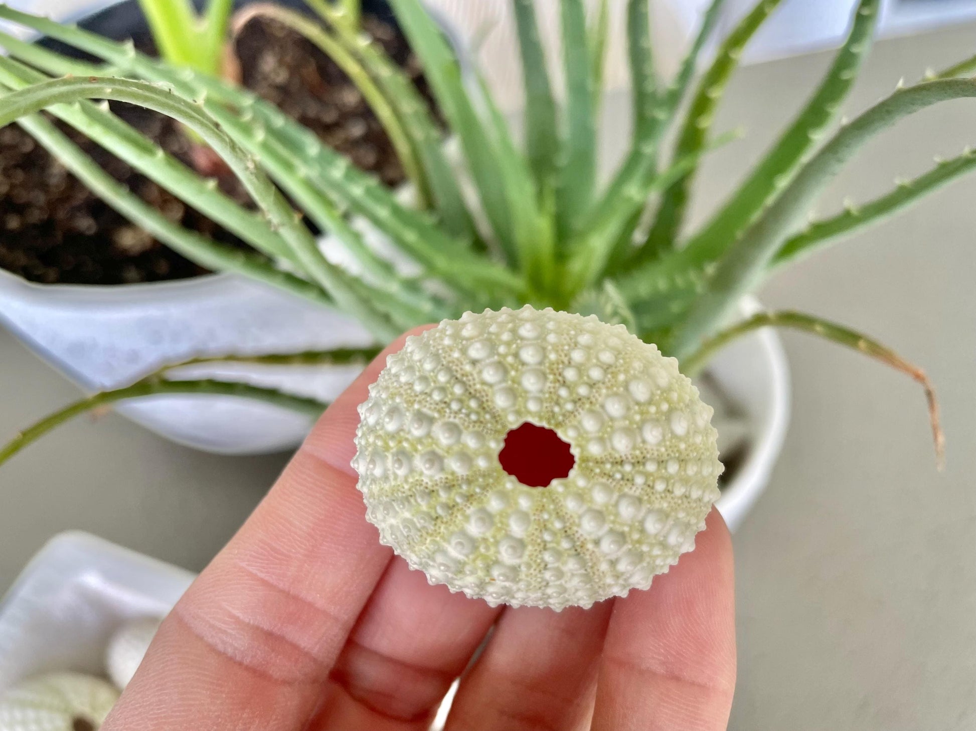 Light Green Sea Urchins 1.5-2.5" Natural Color Beach Coastal Décor Seashells Crafts Air plant Holders Wedding favors