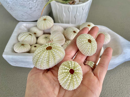 Light Green Sea Urchins 1.5-2.5" Natural Color Beach Coastal Décor Seashells Crafts Air plant Holders Wedding favors