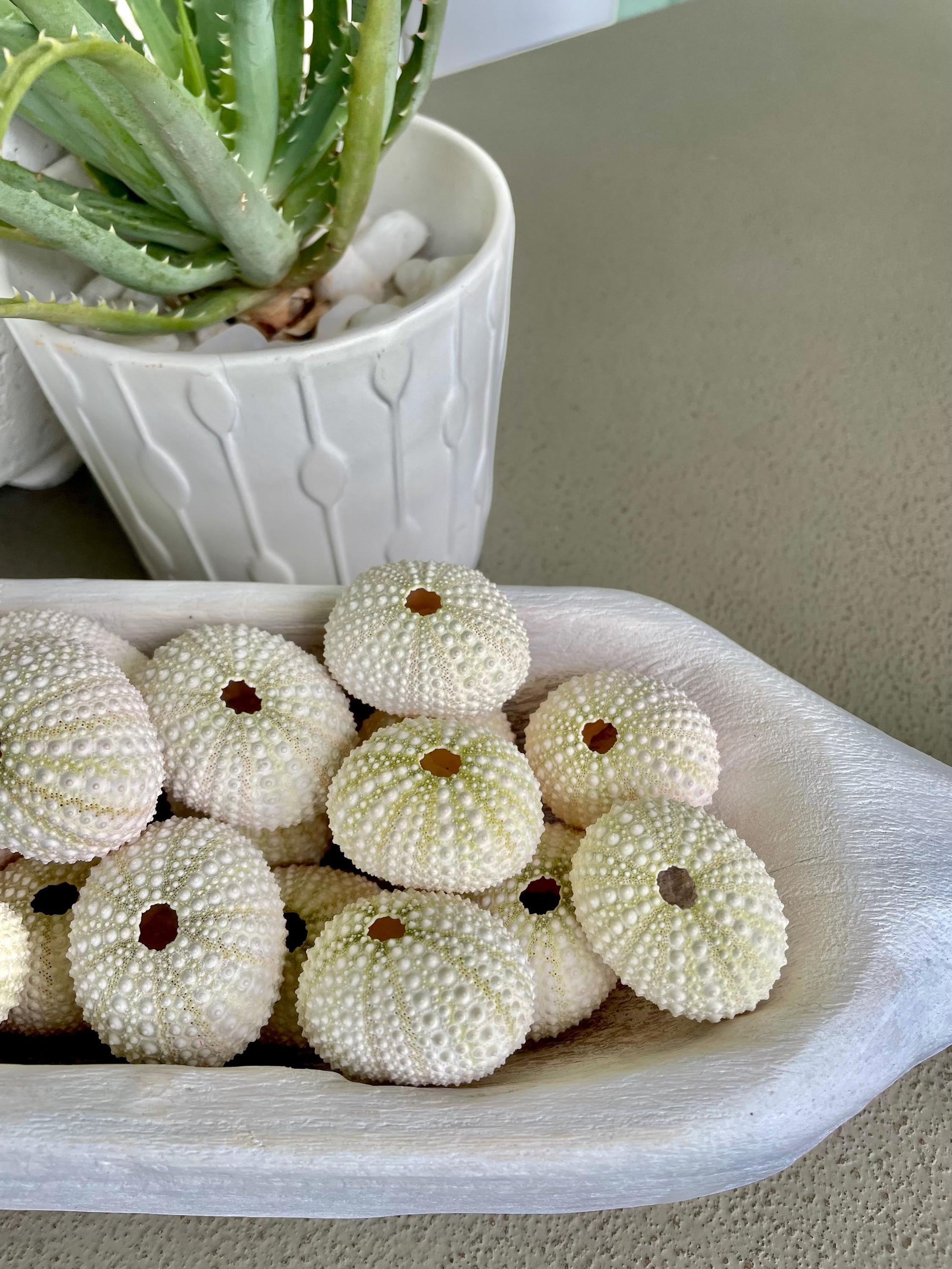 Light Green Sea Urchins 1.5-2.5" Natural Color Beach Coastal Décor Seashells Crafts Air plant Holders Wedding favors