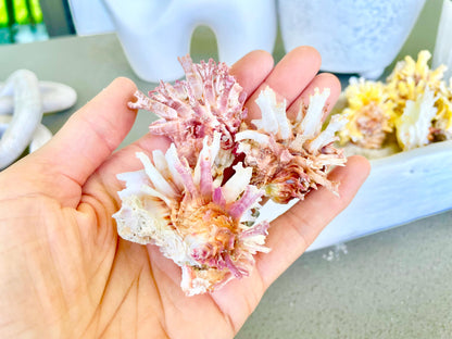 SPINY JEWEL BOX 2-2.5" Whole Shells Orange Yellow Pink Natural Display Seashell Glued Shut Chalma Lazarius Coastal Beach House Décor