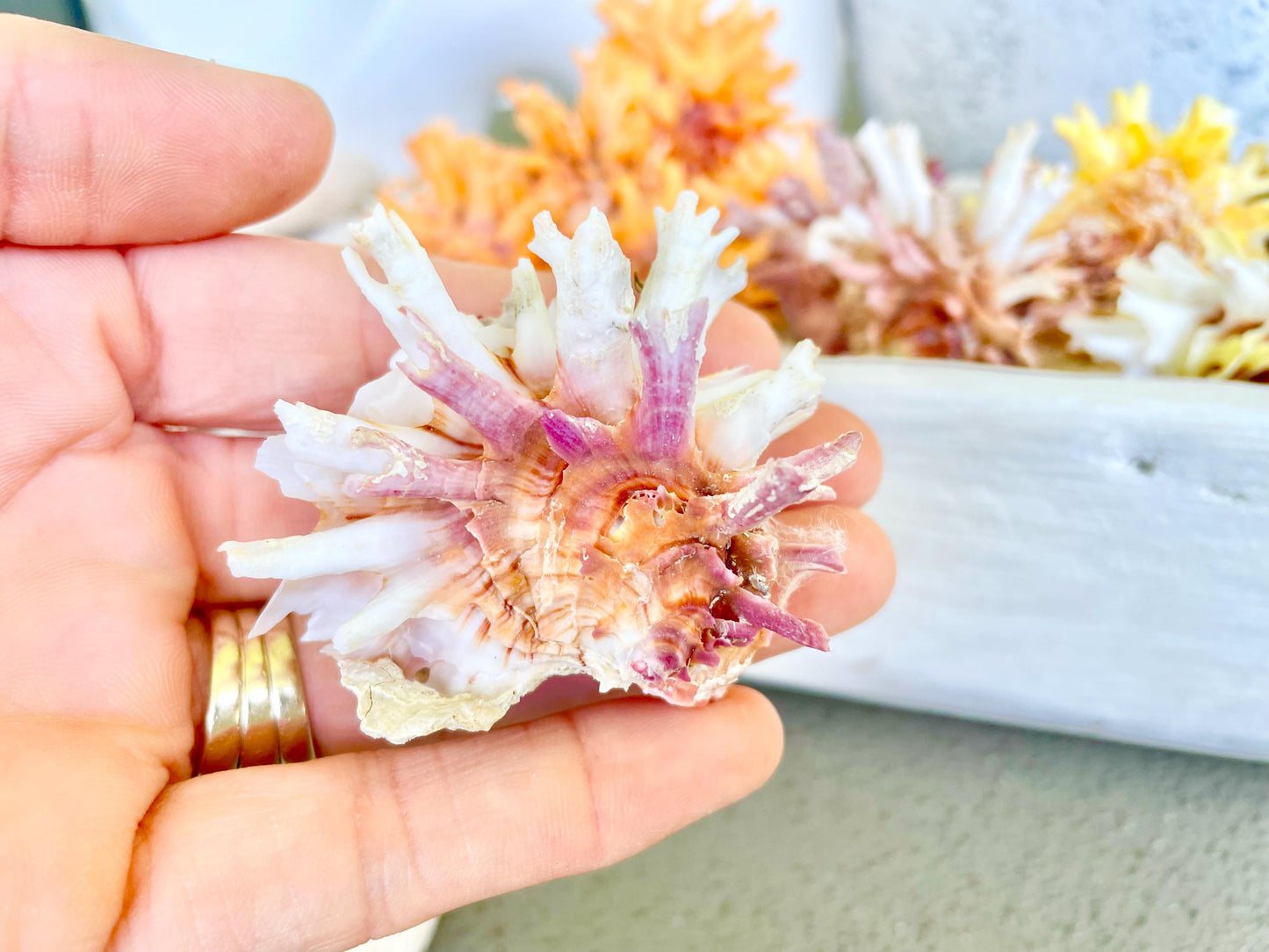 SPINY JEWEL BOX 2-2.5" Whole Shells Orange Yellow Pink Natural Display Seashell Glued Shut Chalma Lazarius Coastal Beach House Décor