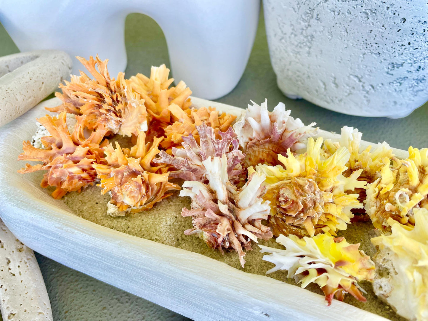 SPINY JEWEL BOX 2-2.5" Whole Shells Orange Yellow Pink Natural Display Seashell Glued Shut Chalma Lazarius Coastal Beach House Décor