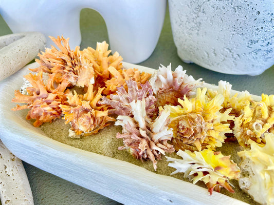 SPINY JEWEL BOX 2-2.5" Whole Shells Orange Yellow Pink Natural Display Seashell Glued Shut Chalma Lazarius Coastal Beach House Décor