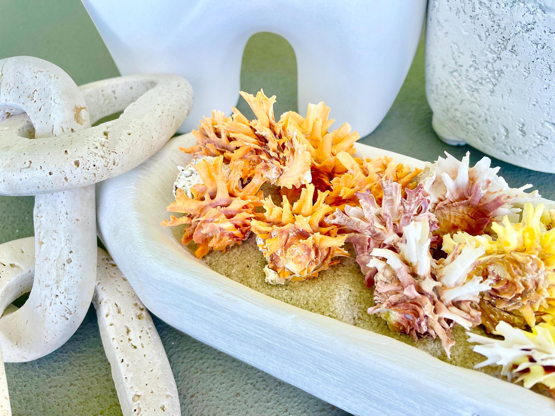 SPINY JEWEL BOX 2-2.5" Whole Shells Orange Yellow Pink Natural Display Seashell Glued Shut Chalma Lazarius Coastal Beach House Décor