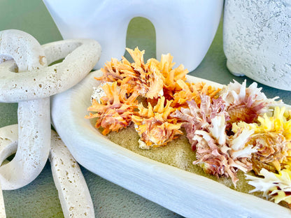 SPINY JEWEL BOX 2-2.5" Whole Shells Orange Yellow Pink Natural Display Seashell Glued Shut Chalma Lazarius Coastal Beach House Décor