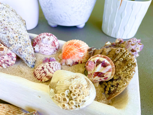 Seashells Covered In Barnacles 1-4" Pieces Coastal Décor Pirate Party Shells