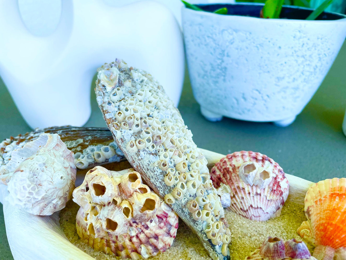 Real Barnacles from the Ocean! 1-4" Seashells Covered Craft Shells Coastal Décor Pirate Party Sea Ocean Purple White Oddities