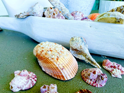Seashells Covered In Barnacles 1-4" Pieces Coastal Décor Pirate Party Shells