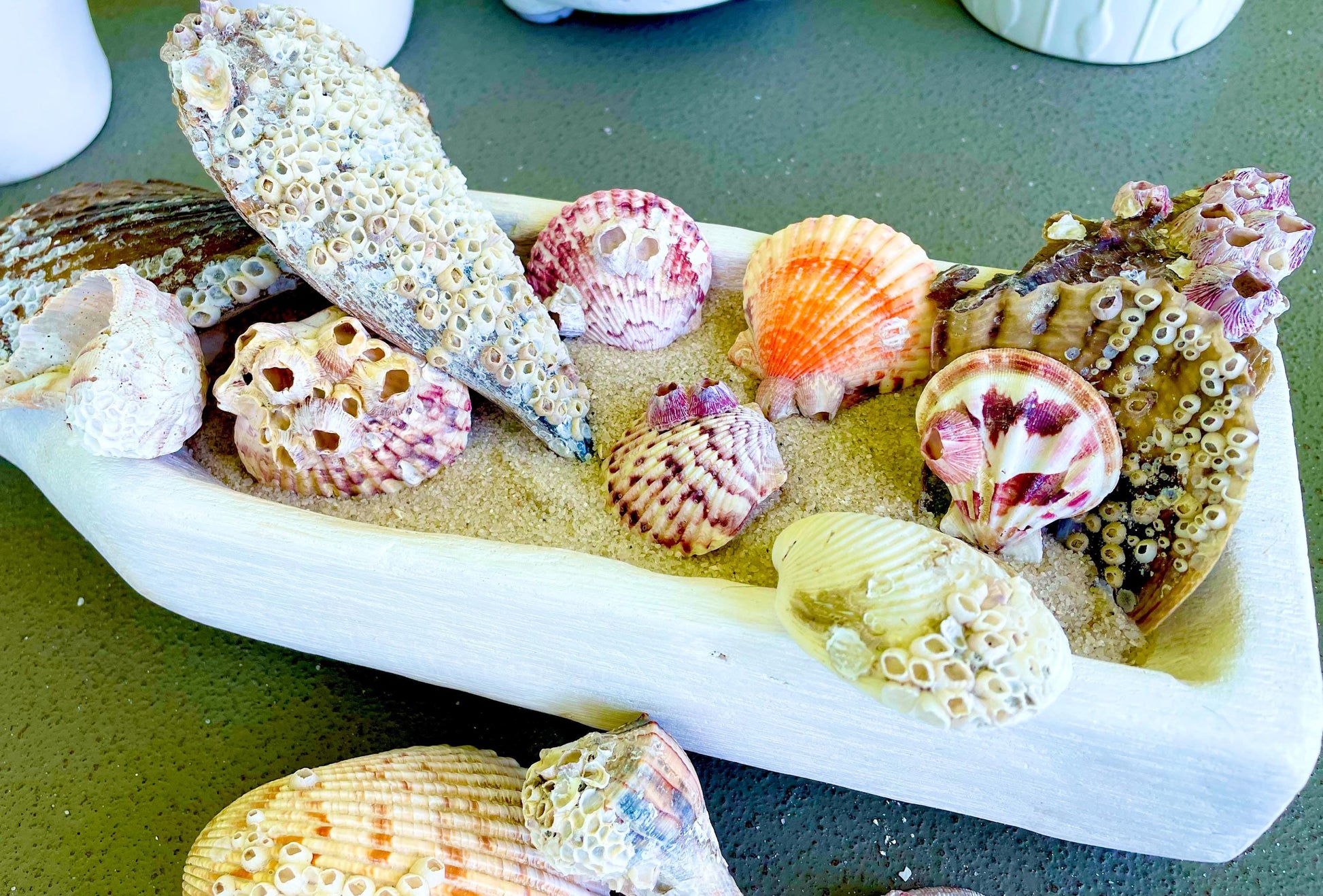 Real Barnacles from the Ocean! 1-4" Seashells Covered Craft Shells Coastal Décor Pirate Party Sea Ocean Purple White Oddities