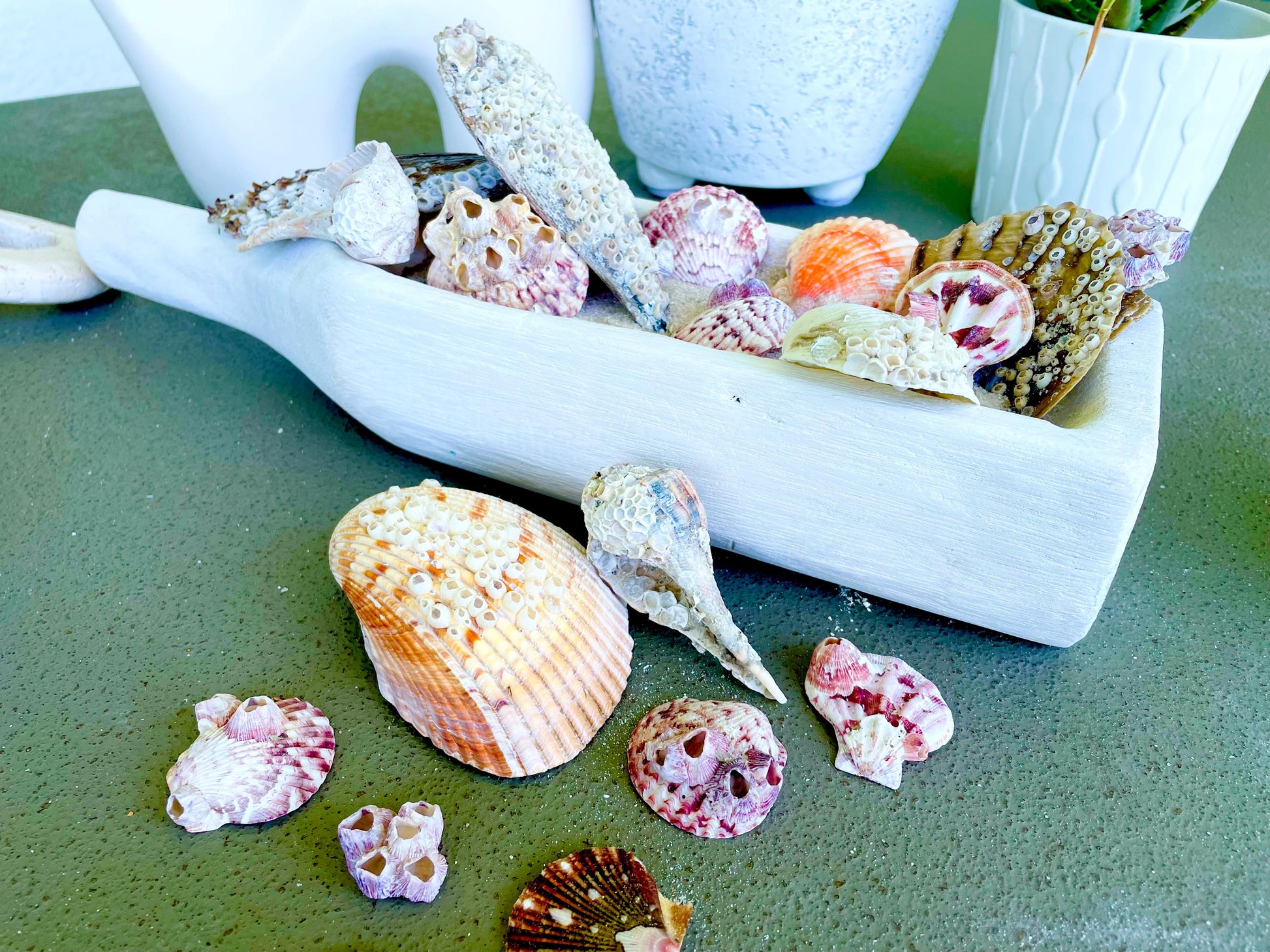 Real Barnacles from the Ocean! 1-4" Seashells Covered Craft Shells Coastal Décor Pirate Party Sea Ocean Purple White Oddities