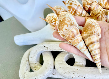 HAND CARVED TIBIA Shells 4-5" Natural Coastal Gift Brown White Display Seashell
