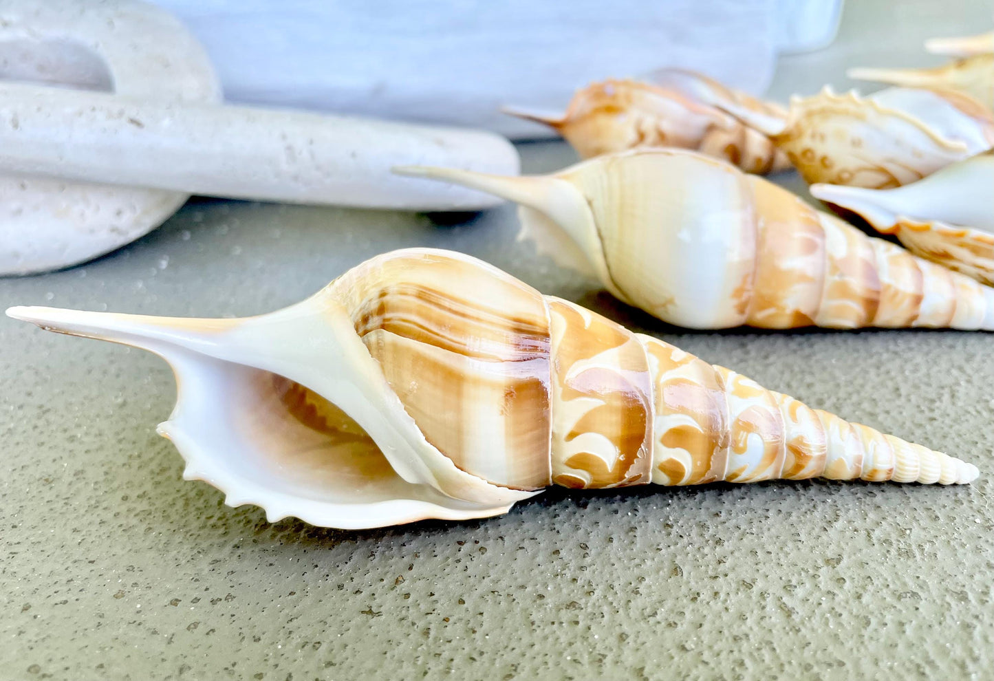 HAND CARVED TIBIA Shells 4-5" Natural Coastal Gift Brown White Display Seashell