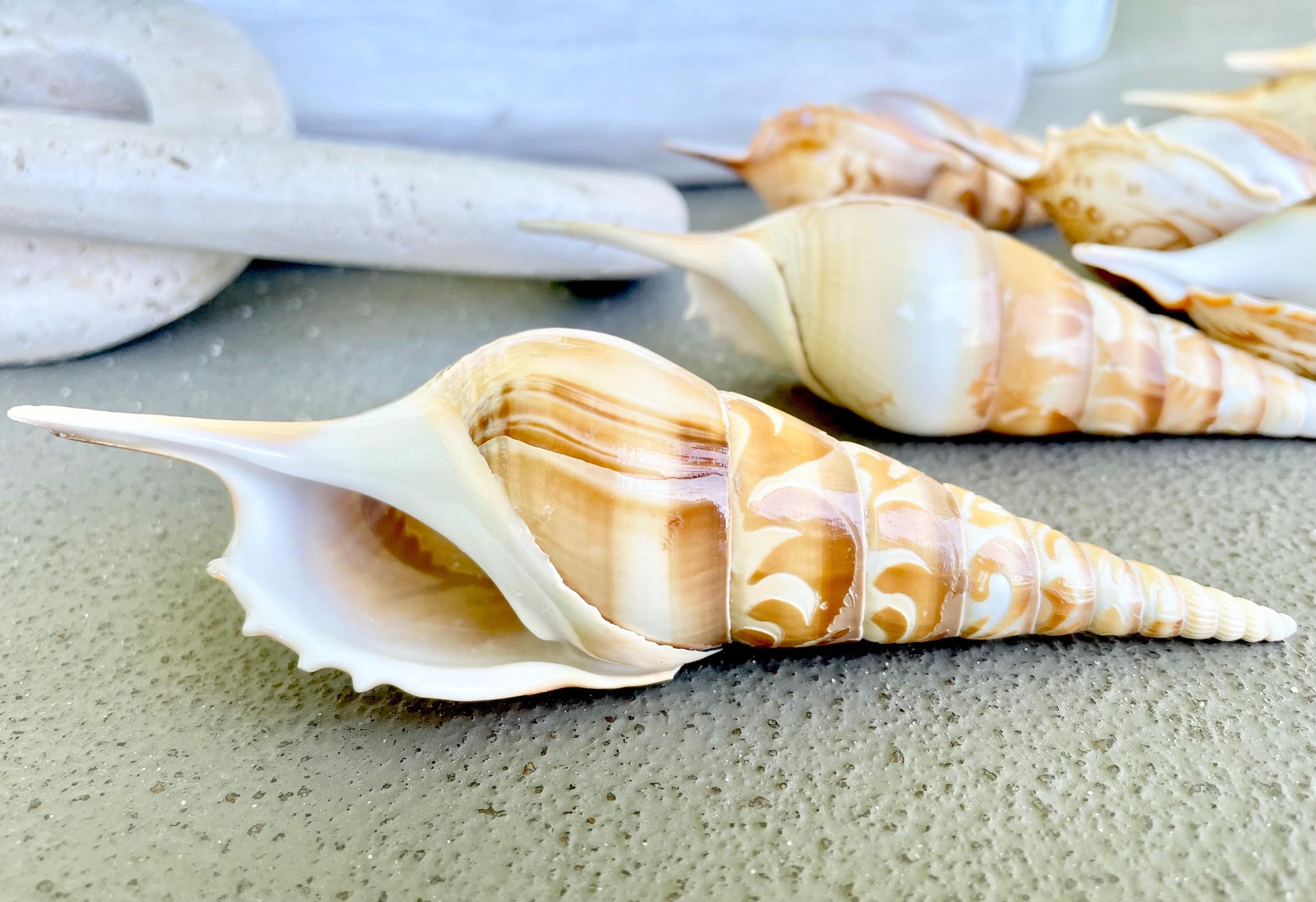 HAND CARVED TIBIA Shells 4-5" Natural Coastal Gift Brown White Display Seashell