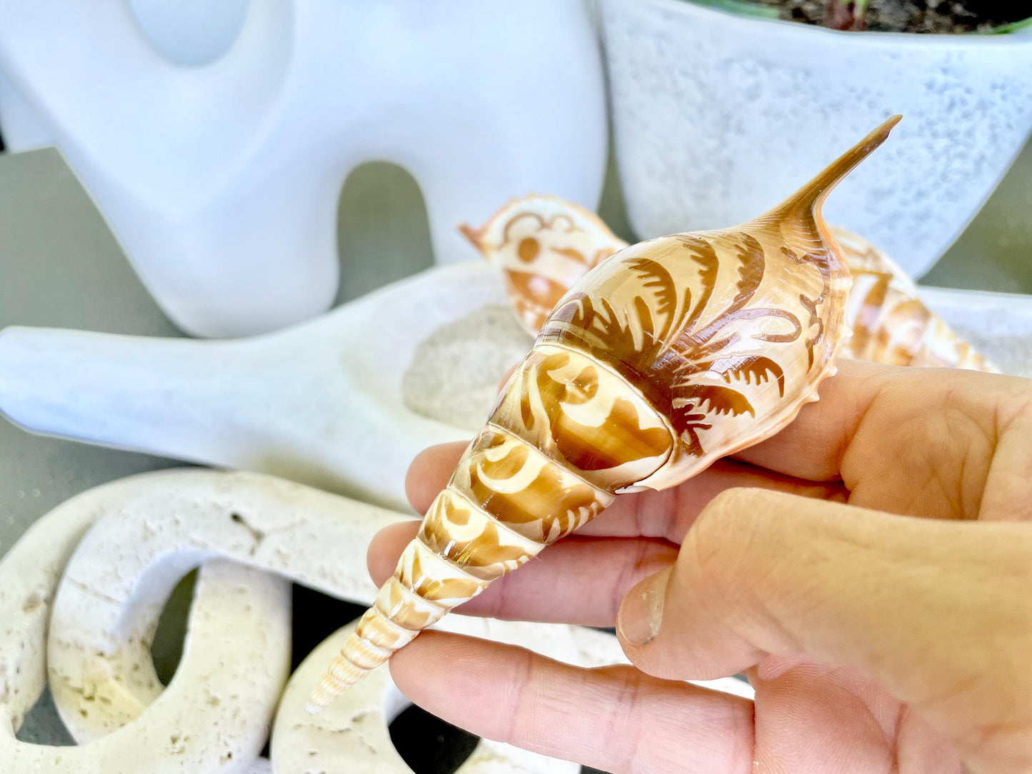 HAND CARVED TIBIA Shells 4-5" Natural Coastal Gift Brown White Display Seashell