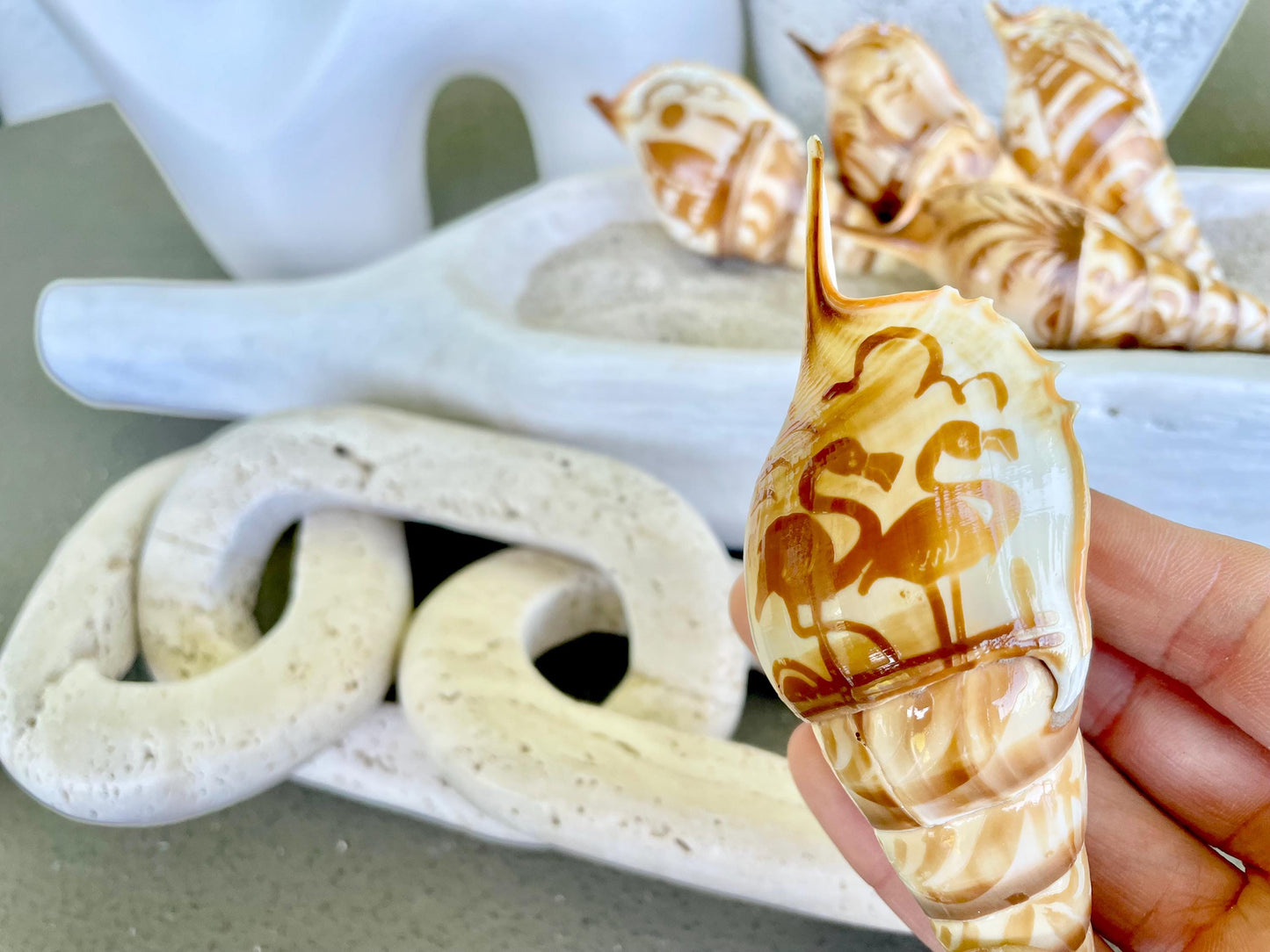 HAND CARVED TIBIA Shells 4-5" Natural Coastal Gift Brown White Display Seashell