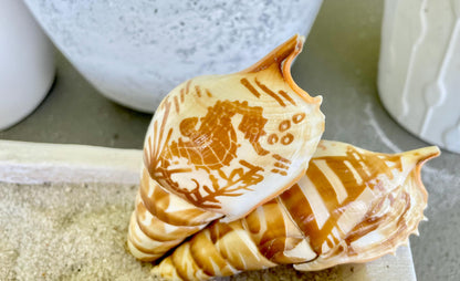 HAND CARVED TIBIA Shells 4-5" Natural Coastal Gift Brown White Display Seashell