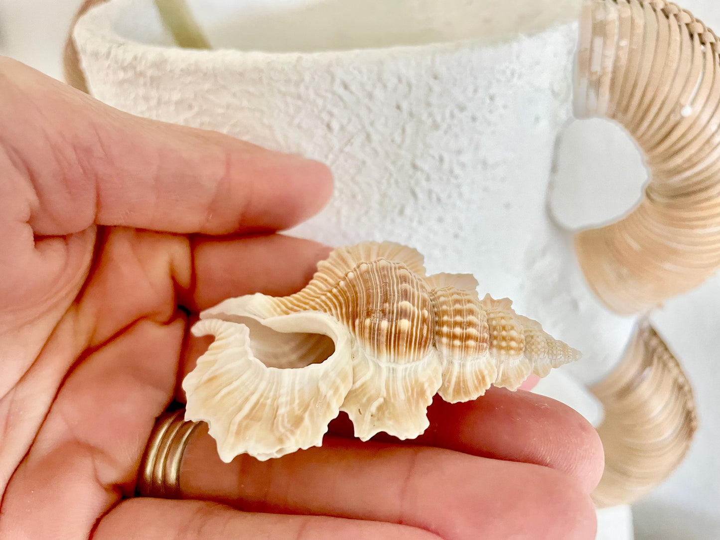 MAPLE LEAF SHELL *All Sizes* Natural Golden Brown White Small Craft Seashell Coastal Décor Beach Home Nautical Gift Biplex Gyrineum Perca