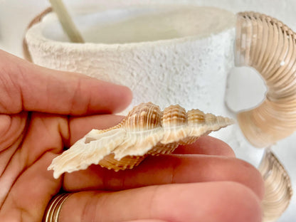 MAPLE LEAF SHELL *All Sizes* Natural Golden Brown White Small Craft Seashell Coastal Décor Beach Home Nautical Gift Biplex Gyrineum Perca