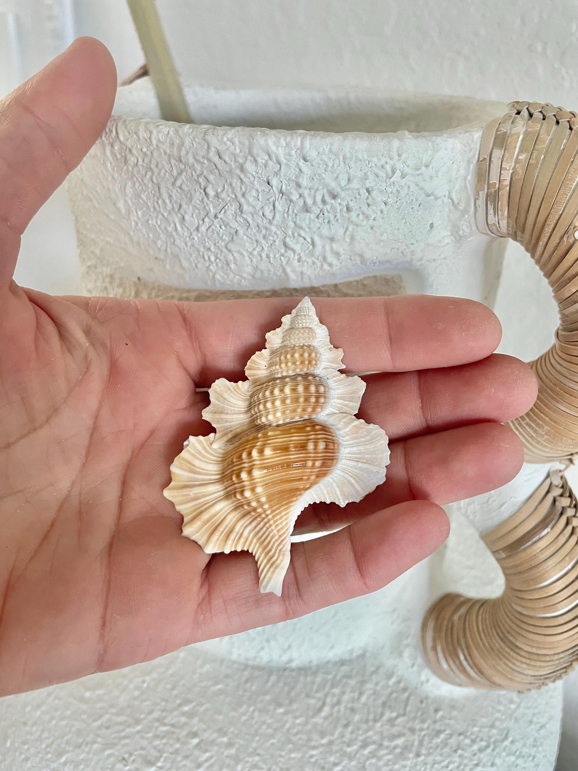 MAPLE LEAF SHELL *All Sizes* Natural Golden Brown White Small Craft Seashell Coastal Décor Beach Home Nautical Gift Biplex Gyrineum Perca