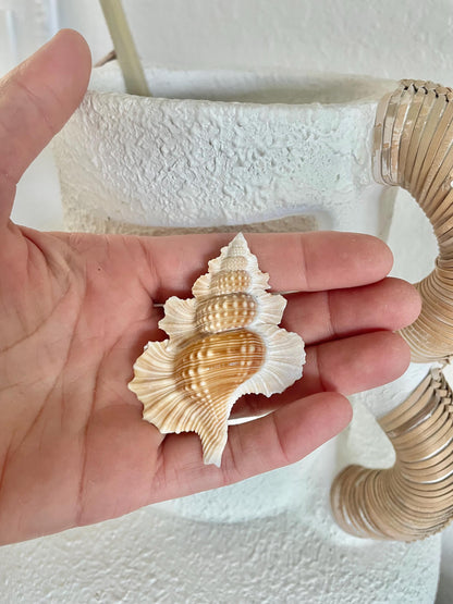 MAPLE LEAF SHELL *All Sizes* Natural Golden Brown White Small Craft Seashell Coastal Décor Beach Home Nautical Gift Biplex Gyrineum Perca