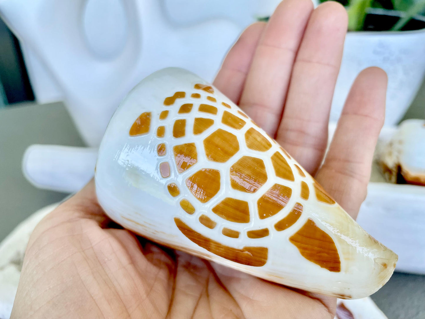 TURTLE CONE SHELL Hand Carved 3.5-4" Long Natural Coastal Gift Seashell Display Brown White