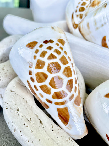 TURTLE CONE SHELL Hand Carved 3.5-4" Long Natural Coastal Gift Seashell Display Brown White