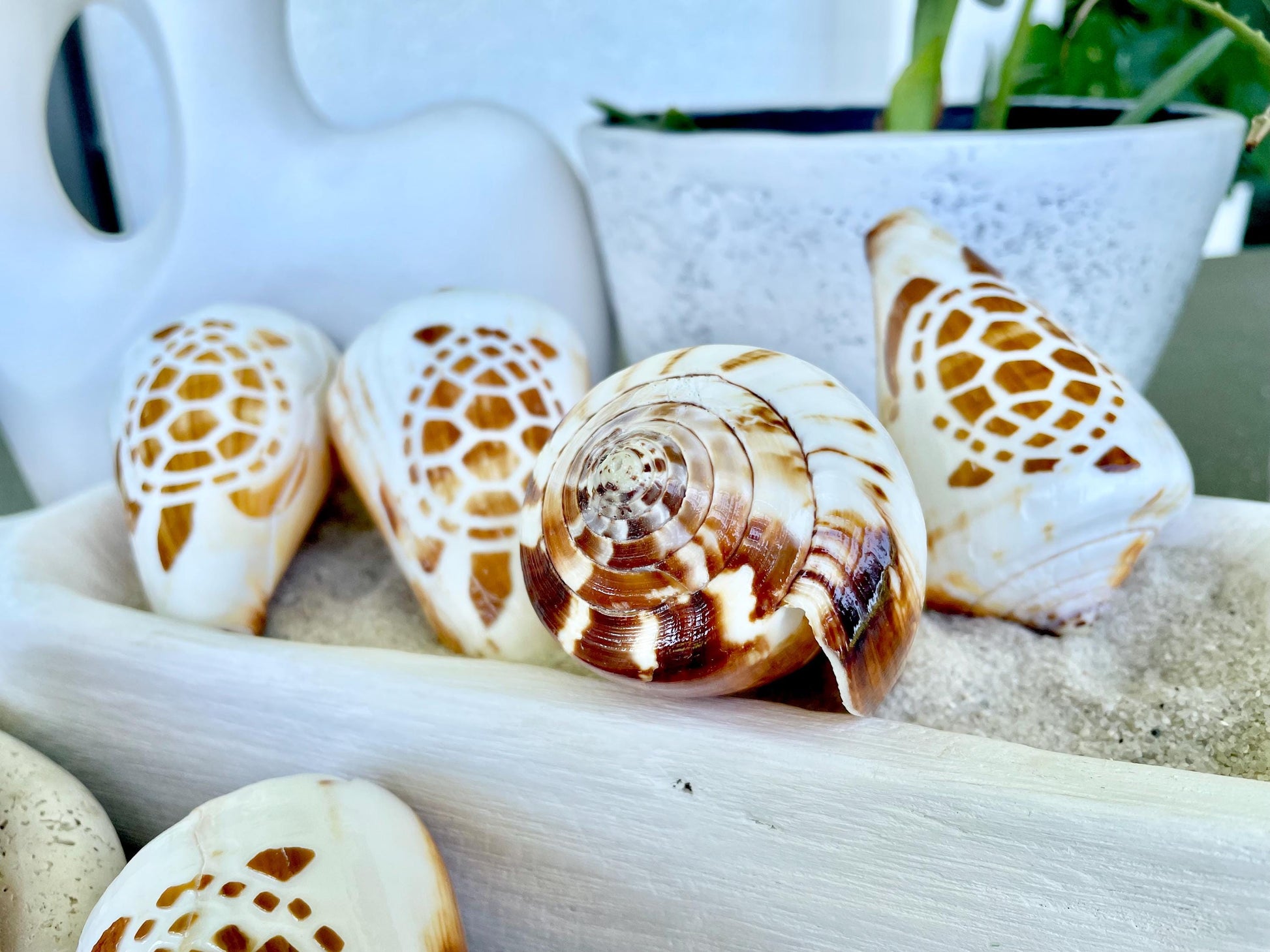 TURTLE CONE SHELL Hand Carved 3.5-4" Long Natural Coastal Gift Seashell Display Brown White