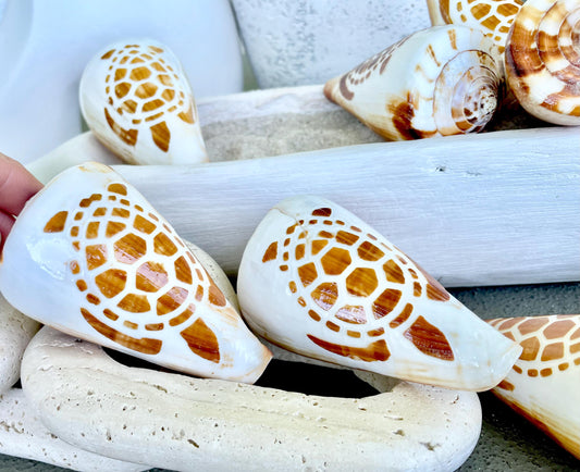 TURTLE CONE SHELL Hand Carved 3.5-4" Long Natural Coastal Gift Seashell Display Brown White