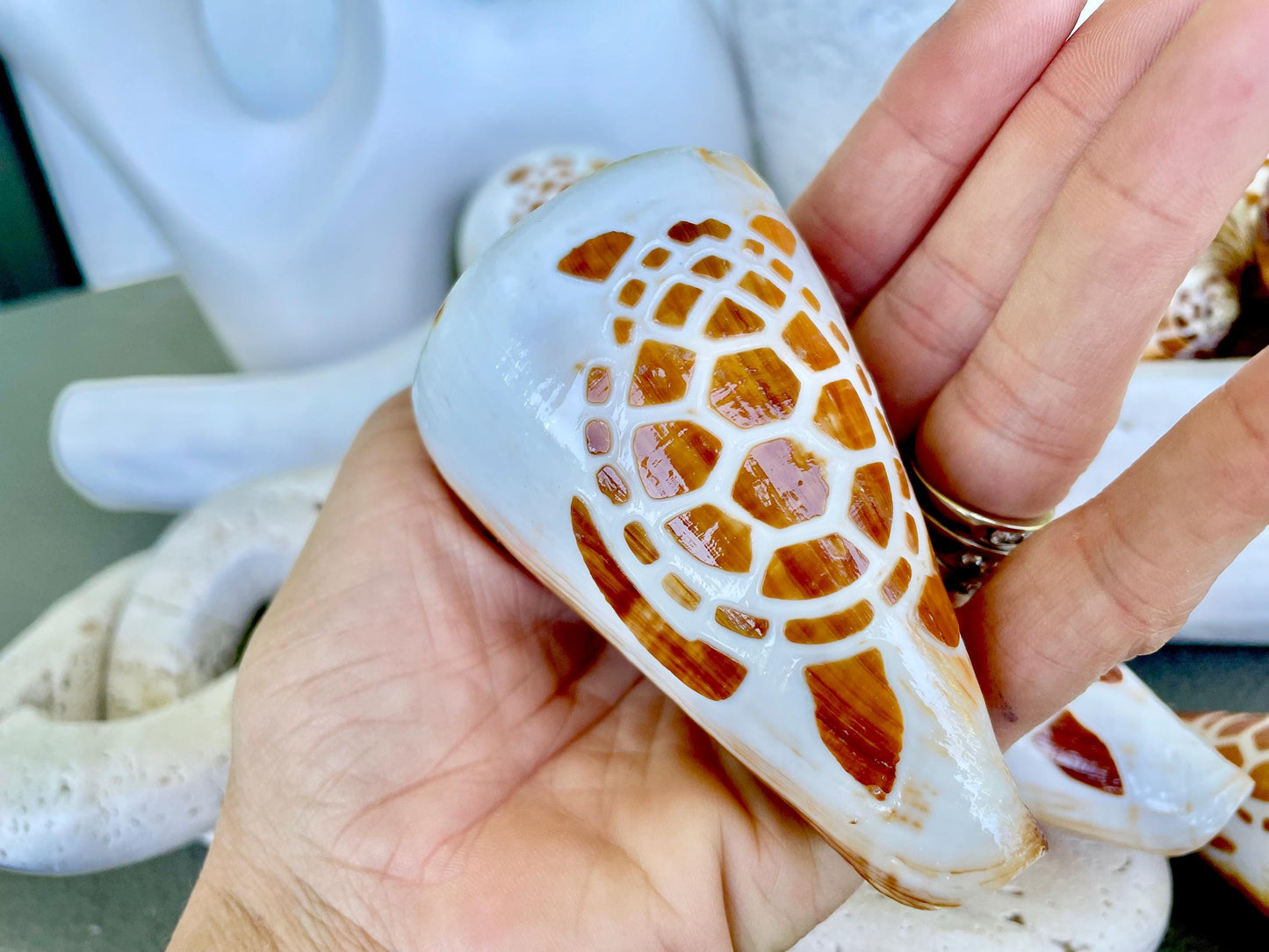 TURTLE CONE SHELL Hand Carved 3.5-4" Long Natural Coastal Gift Seashell Display Brown White