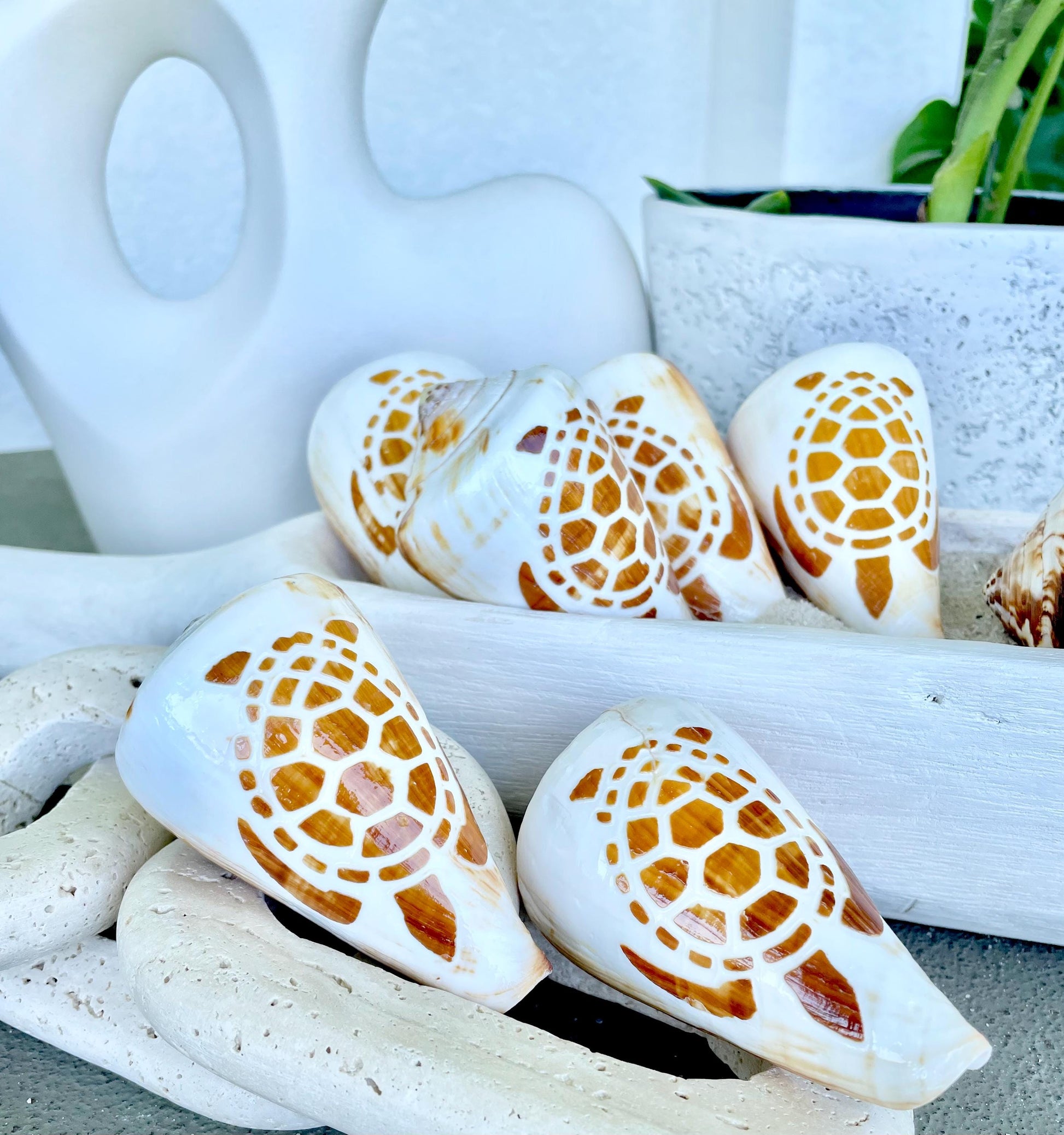 TURTLE CONE SHELL Hand Carved 3.5-4" Long Natural Coastal Gift Seashell Display Brown White