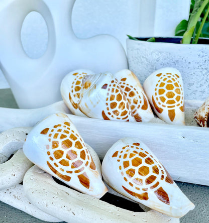 TURTLE CONE SHELL Hand Carved 3.5-4" Long Natural Coastal Gift Seashell Display Brown White