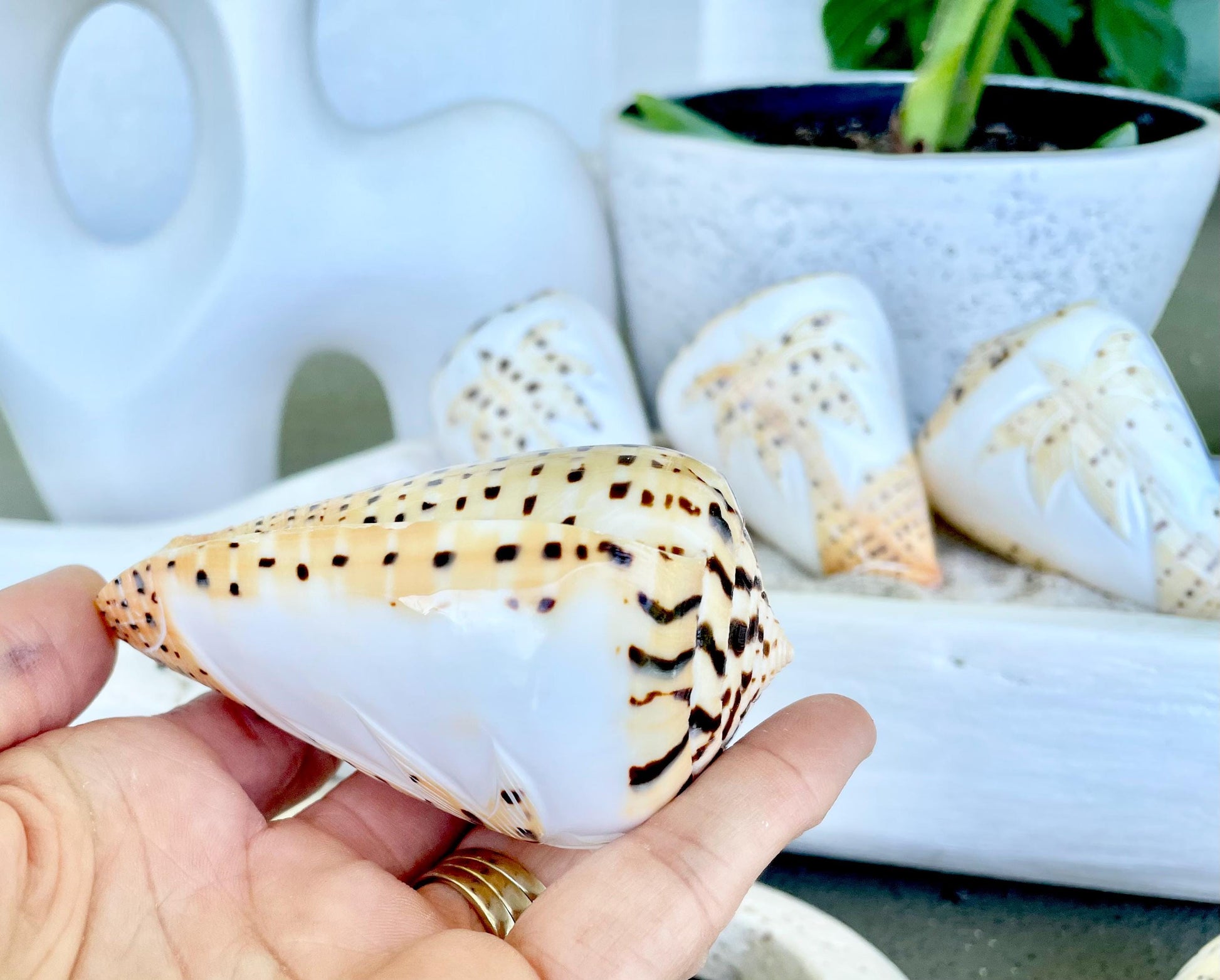 DESIGNER LETTERED CONE Shells 3.5" Hand Carved Design On Seashell Display Coastal Beach Gift