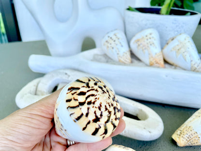 DESIGNER LETTERED CONE Shells 3.5" Hand Carved Design On Seashell Display Coastal Beach Gift