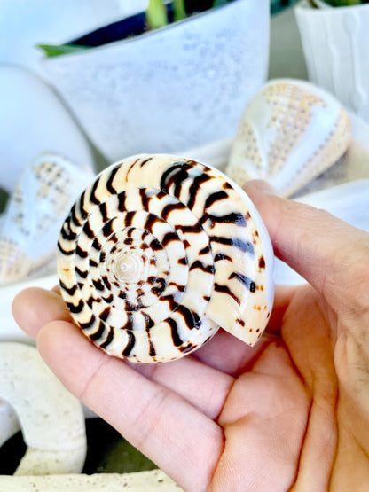 DESIGNER LETTERED CONE Shells 3.5" Hand Carved Design On Seashell Display Coastal Beach Gift
