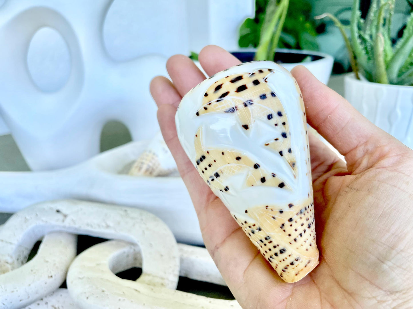 DESIGNER LETTERED CONE Shells 3.5" Hand Carved Design On Seashell Display Coastal Beach Gift