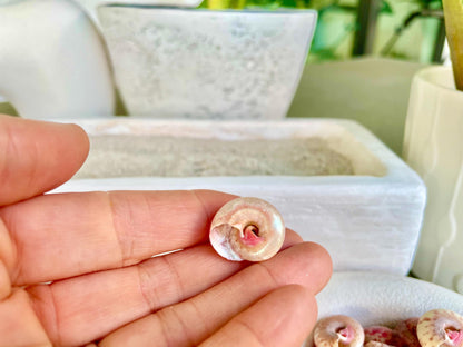 Premium Grade XL 1/2-3/4" Pink Pearl Umbonium Sea Shells Seashells Coastal Beach Home Décor Sailor Valentine Art Crafts Turbo Moon Shells