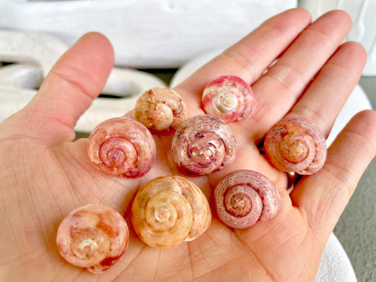 PINK PEARL UMBONIUM Shells *You Choose Quantity* Xl 1/2-3/4" Natural Color Small Snail Craft Seashells Coastal Beach Home Décor