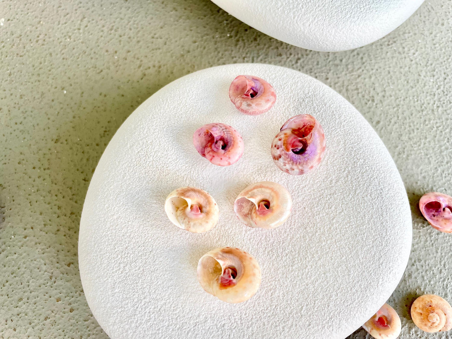 Premium Grade XL 1/2-3/4" Pink Pearl Umbonium Sea Shells Seashells Coastal Beach Home Décor Sailor Valentine Art Crafts Turbo Moon Shells