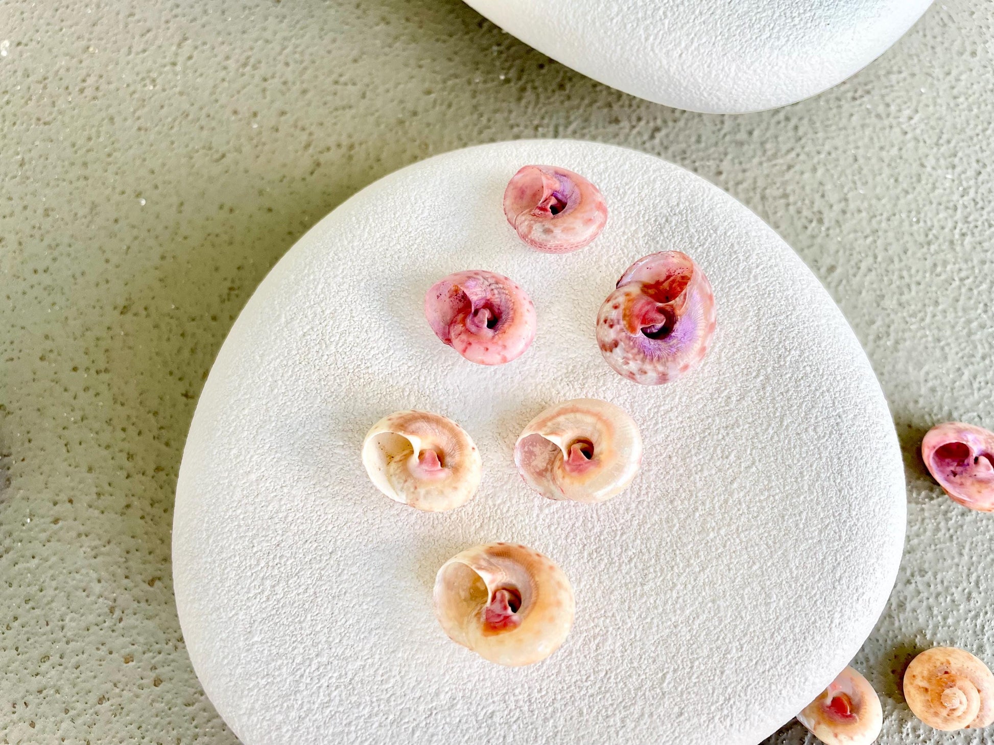 Premium Grade XL 1/2-3/4" Pink Pearl Umbonium Sea Shells Seashells Coastal Beach Home Décor Sailor Valentine Art Crafts Turbo Moon Shells