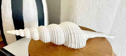 SPINDLE SHELLS WHITE *You Choose Size* Natural Conch Display Craft Seashells Coastal Décor Fusus Colus