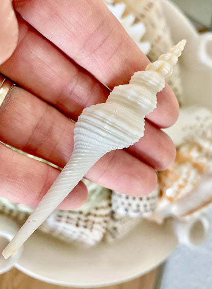 SPINDLE SHELLS WHITE *You Choose Size* Natural Conch Display Craft Seashells Coastal Décor Fusus Colus