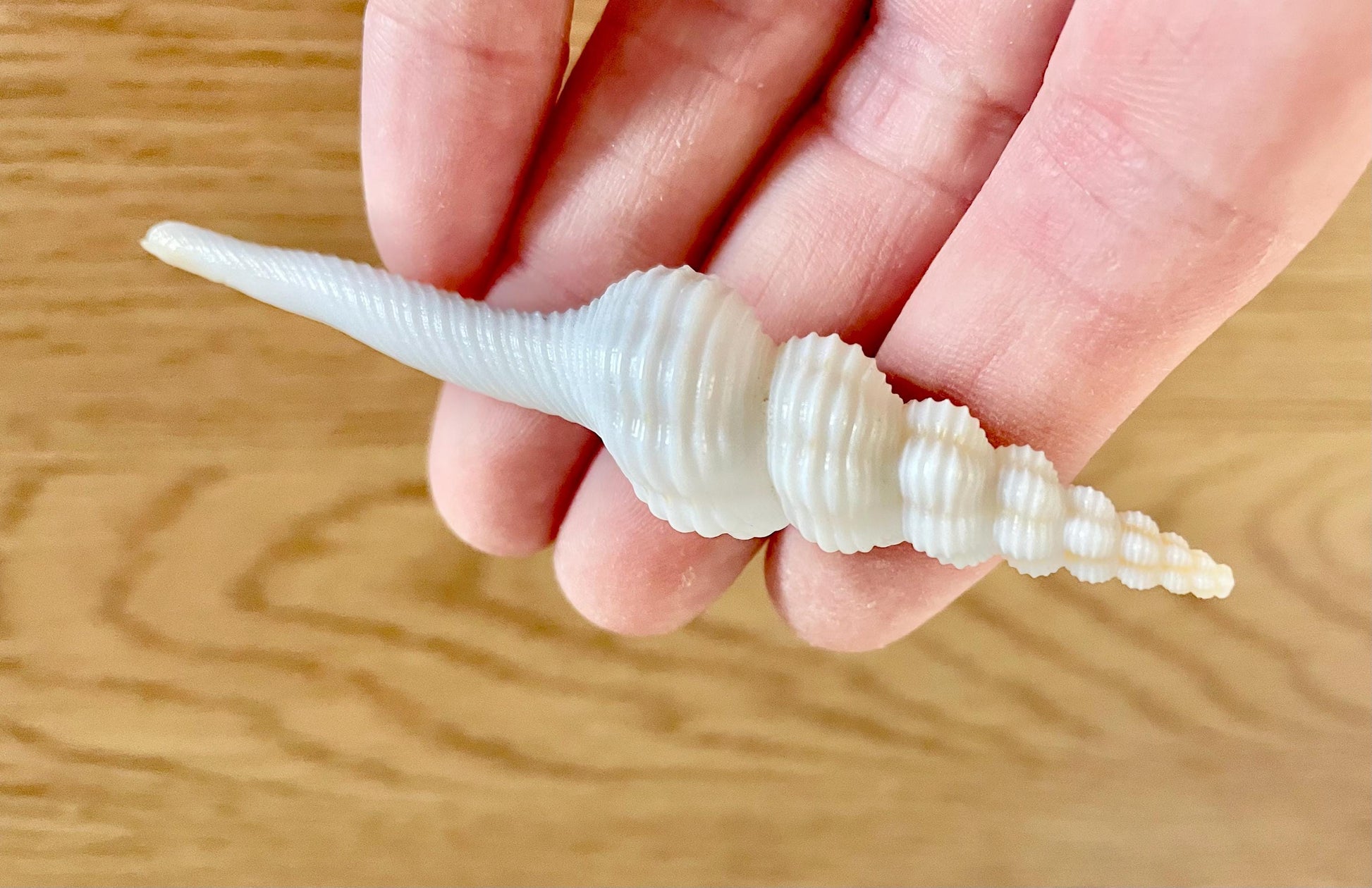 SPINDLE SHELLS WHITE *You Choose Size* Natural Conch Display Craft Seashells Coastal Décor Fusus Colus