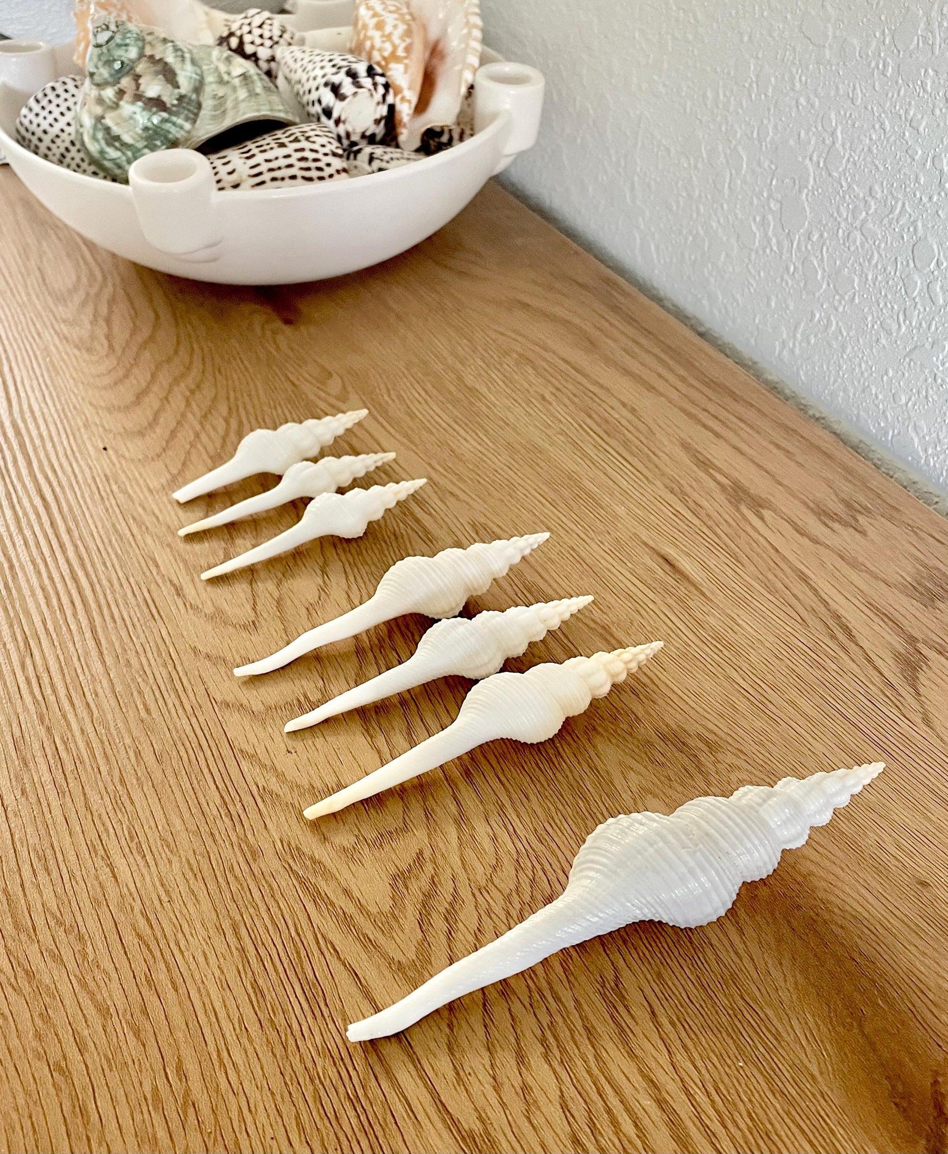 SPINDLE SHELLS WHITE *You Choose Size* Natural Conch Display Craft Seashells Coastal Décor Fusus Colus