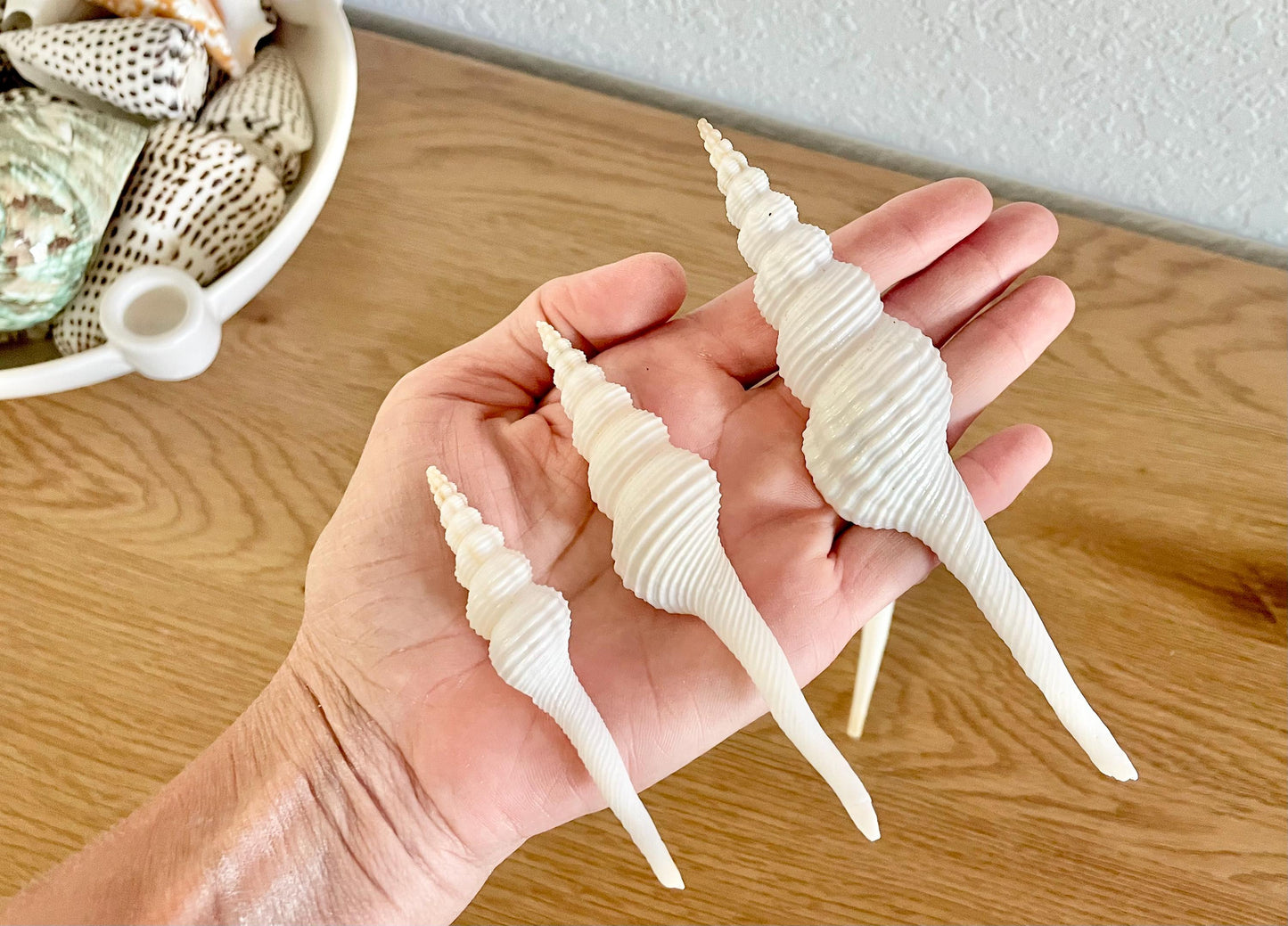 SPINDLE SHELLS WHITE *You Choose Size* Natural Conch Display Craft Seashells Coastal Décor Fusus Colus