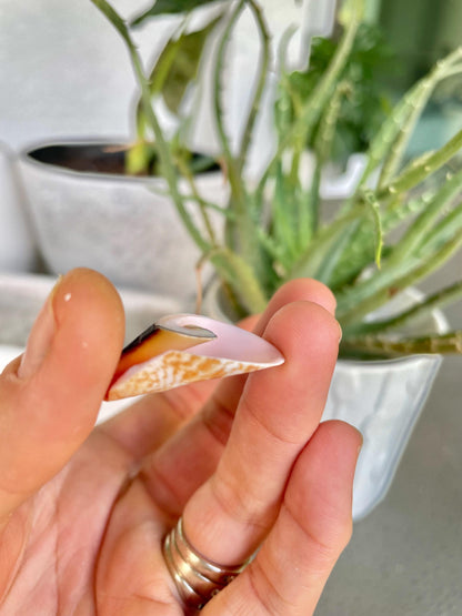 Premium Grade Peachy Pink Lily Cut Slices 100 Shells Strombus Luhuanus Seashells 1" 1/2" Coastal Beach Home Décor Sailor Valentine Art Craft