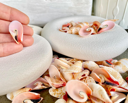 Premium Grade Peachy Pink Lily Cut Slices 100 Shells Strombus Luhuanus Seashells 1" 1/2" Coastal Beach Home Décor Sailor Valentine Art Craft